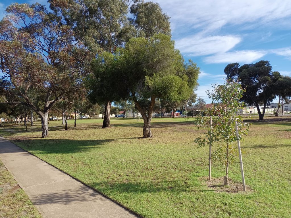 Open park with trees